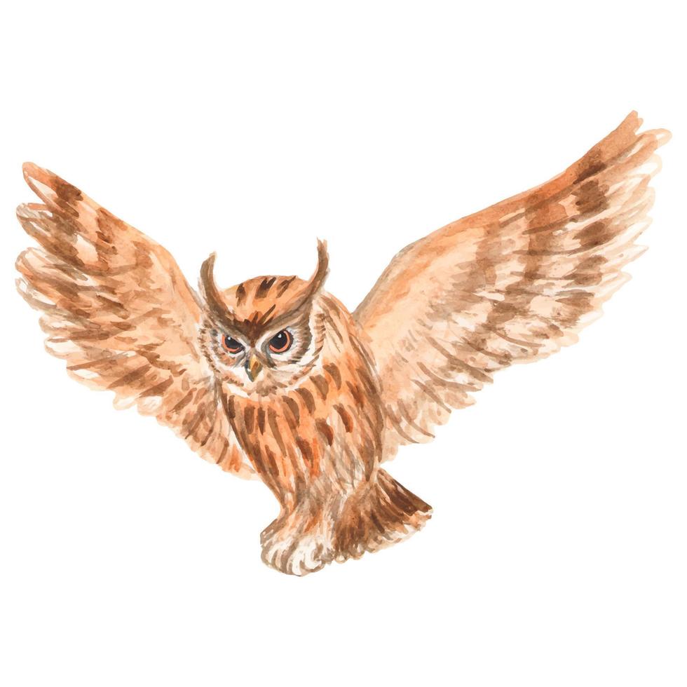 Watercolor Owl On A White Background vector