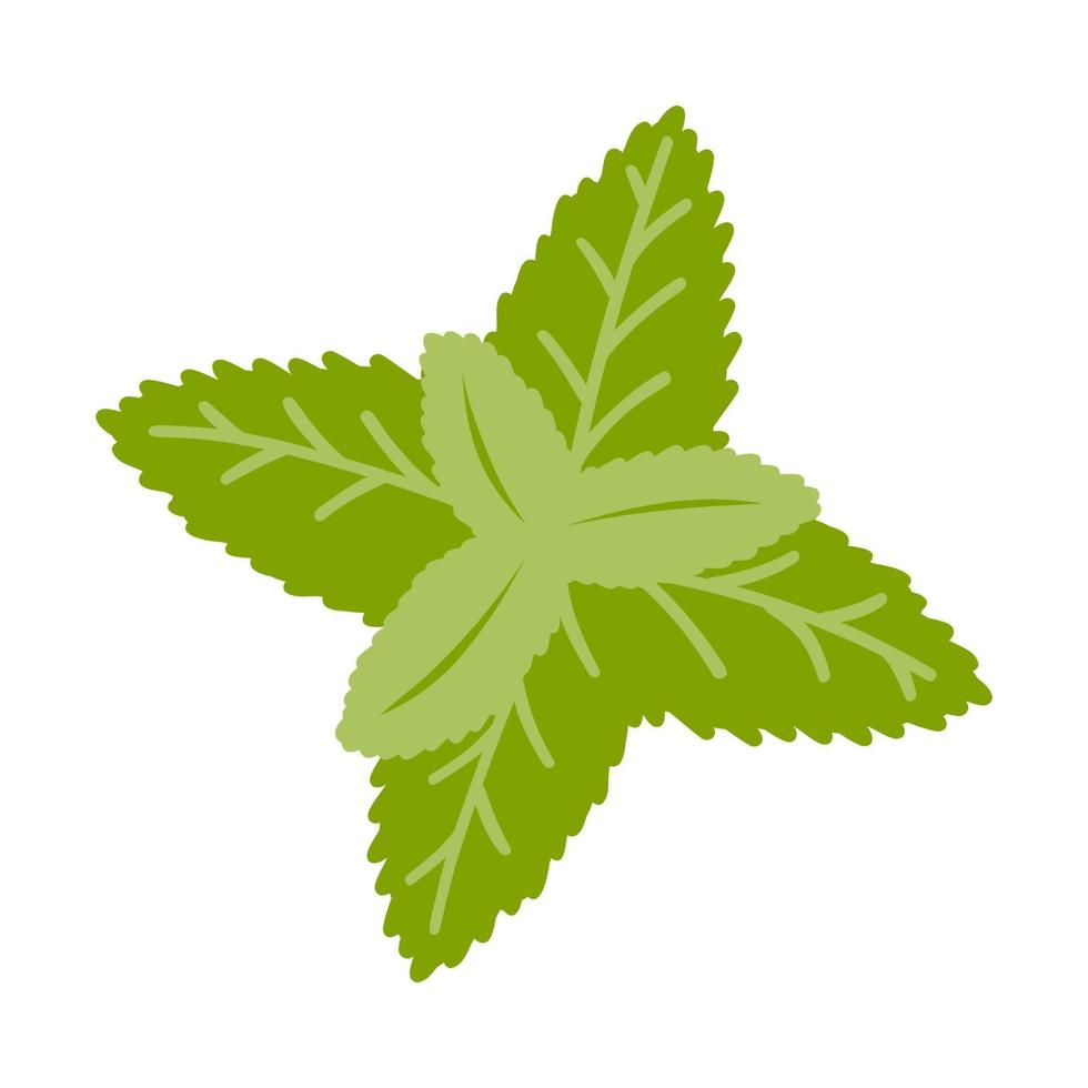 Hand drawn mint leaf. Vector illustration of fresh spices, natural product, ingredient for healthy food and drink