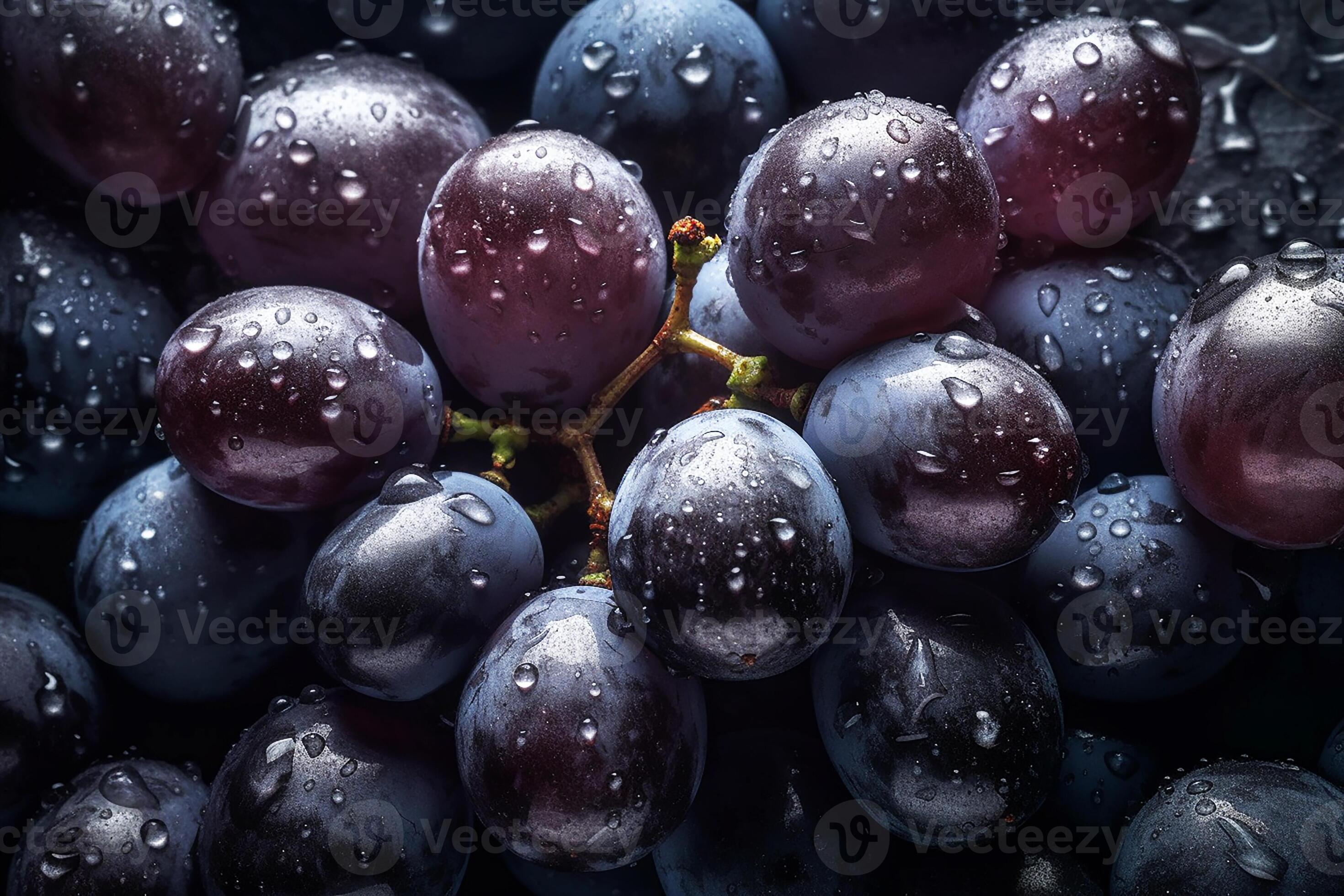 Dark red grapes, bunch of grapes covered with water droplets. Grape