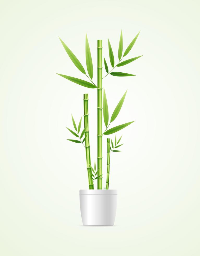 Realistic Detailed 3d Bamboo House Plant. Vector