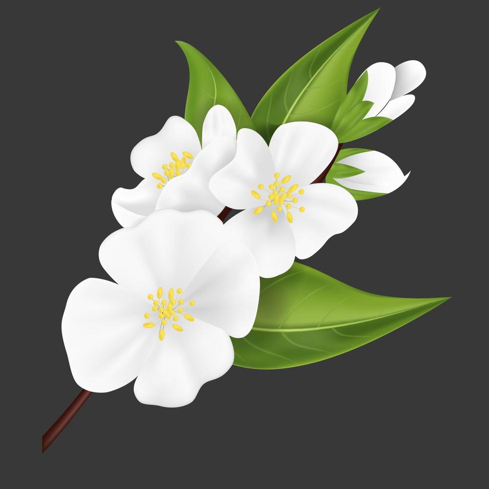 Realistic Detailed 3d White Jasmine Flower. Vector
