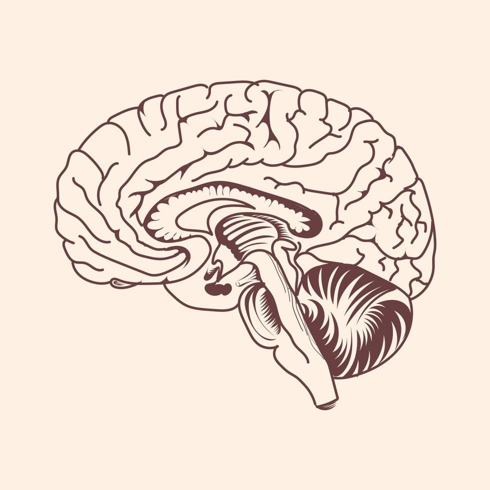 Human brain vector design illustration
