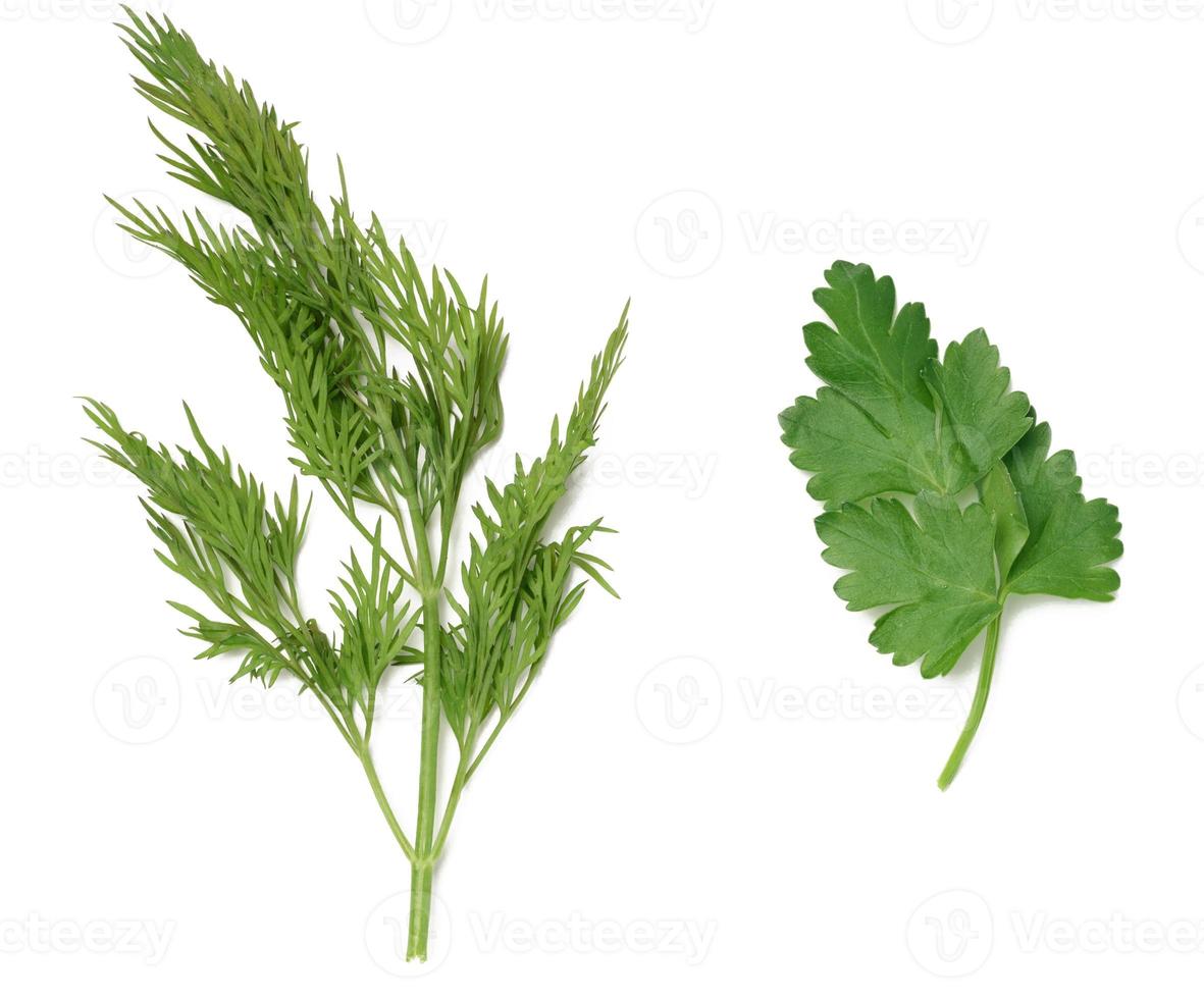Green branch of parsley and dill on a white isolated background photo