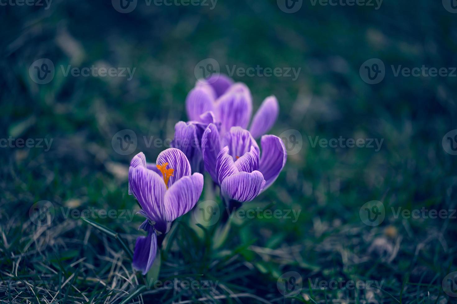 Blooming purole crocuses with green leaves in the garden, spring flowers photo