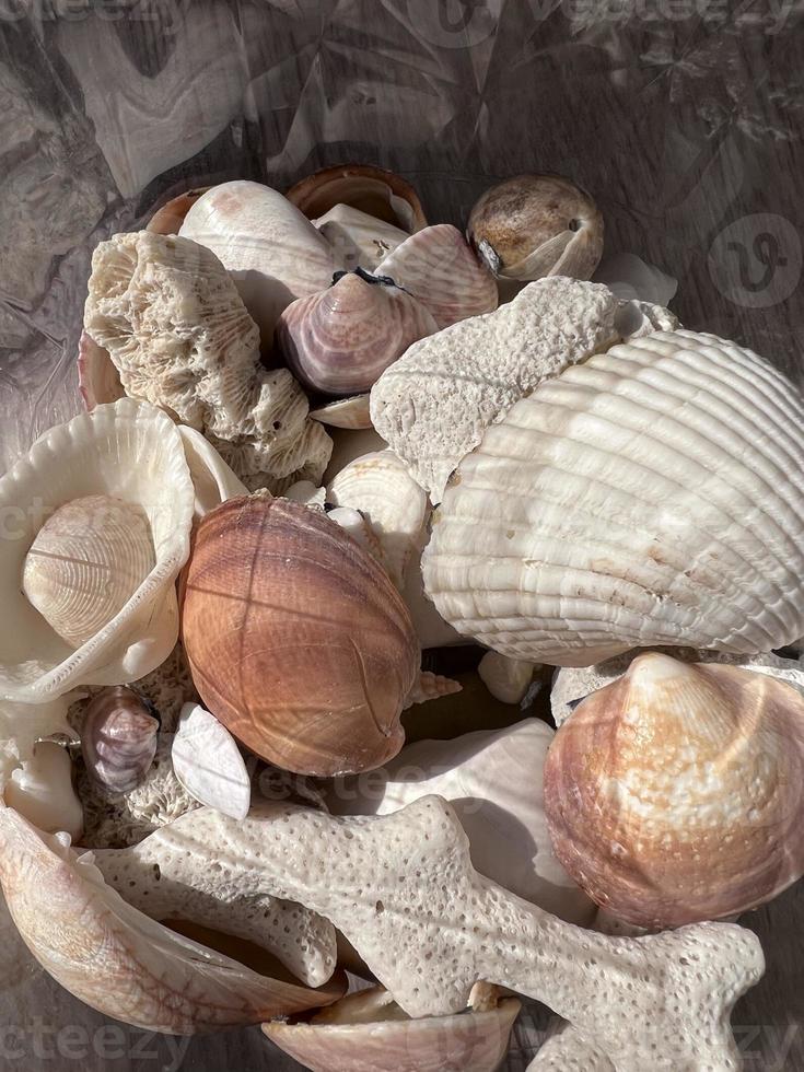 Seashells on the texture background photo