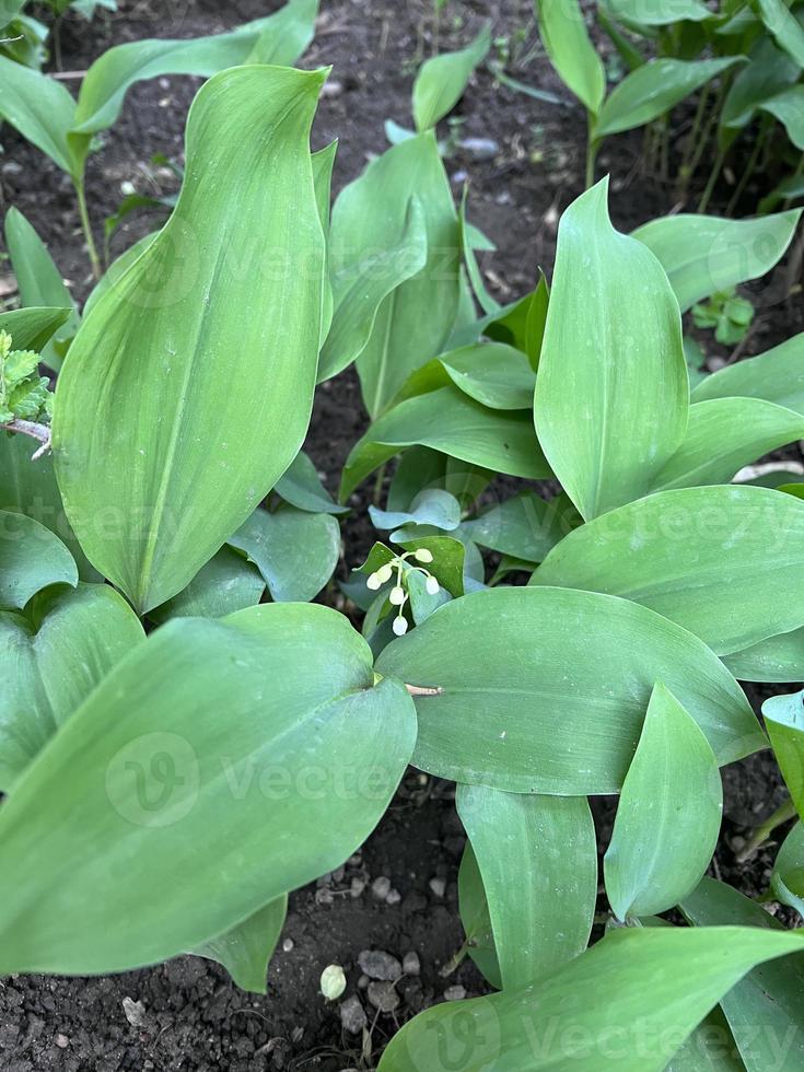 White lily of the valley photo