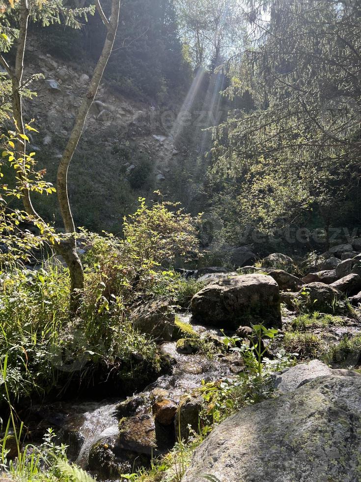 Green forest with the river photo