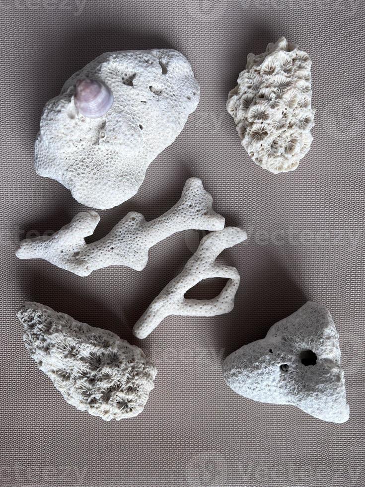 Decorative coral lay out photo