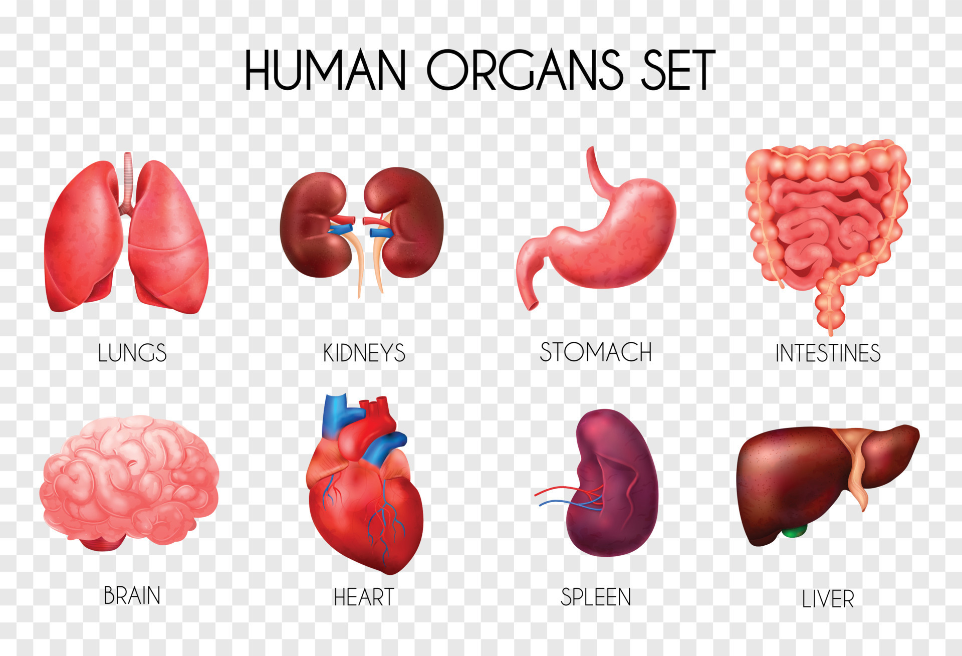 Realistic human internal organs transparent icon set with lungs kidneys ...