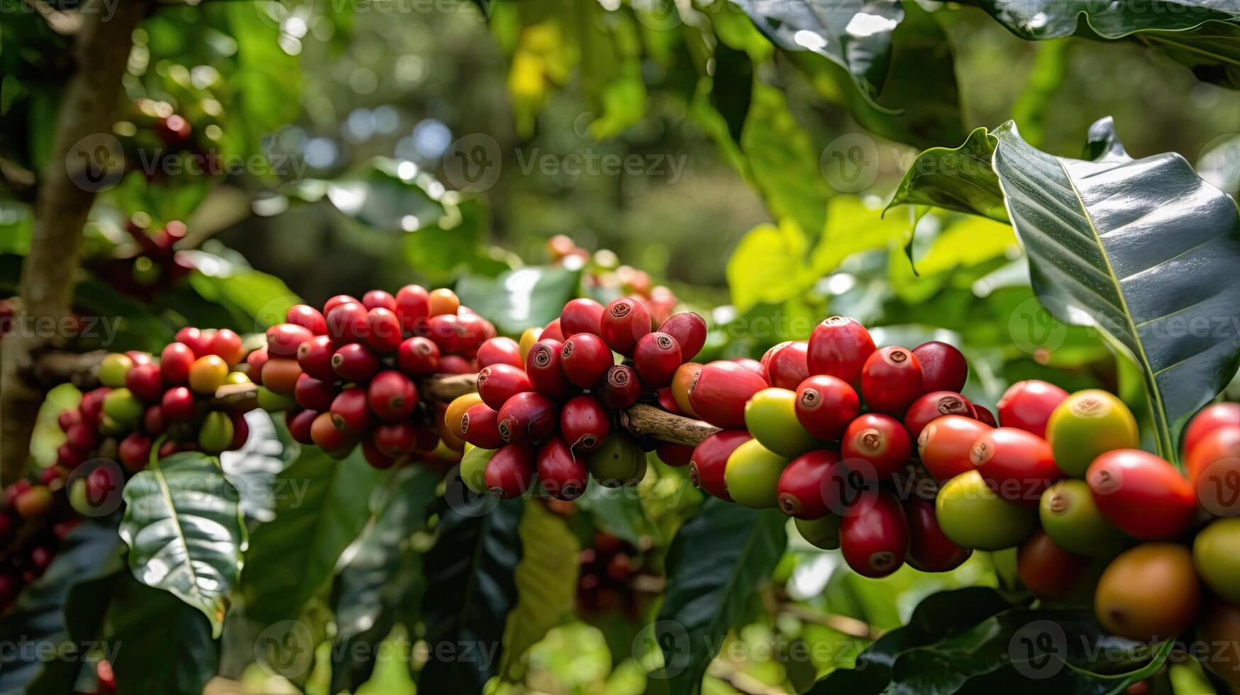 Coffee tree with red coffee beans on coffee plantation. photo