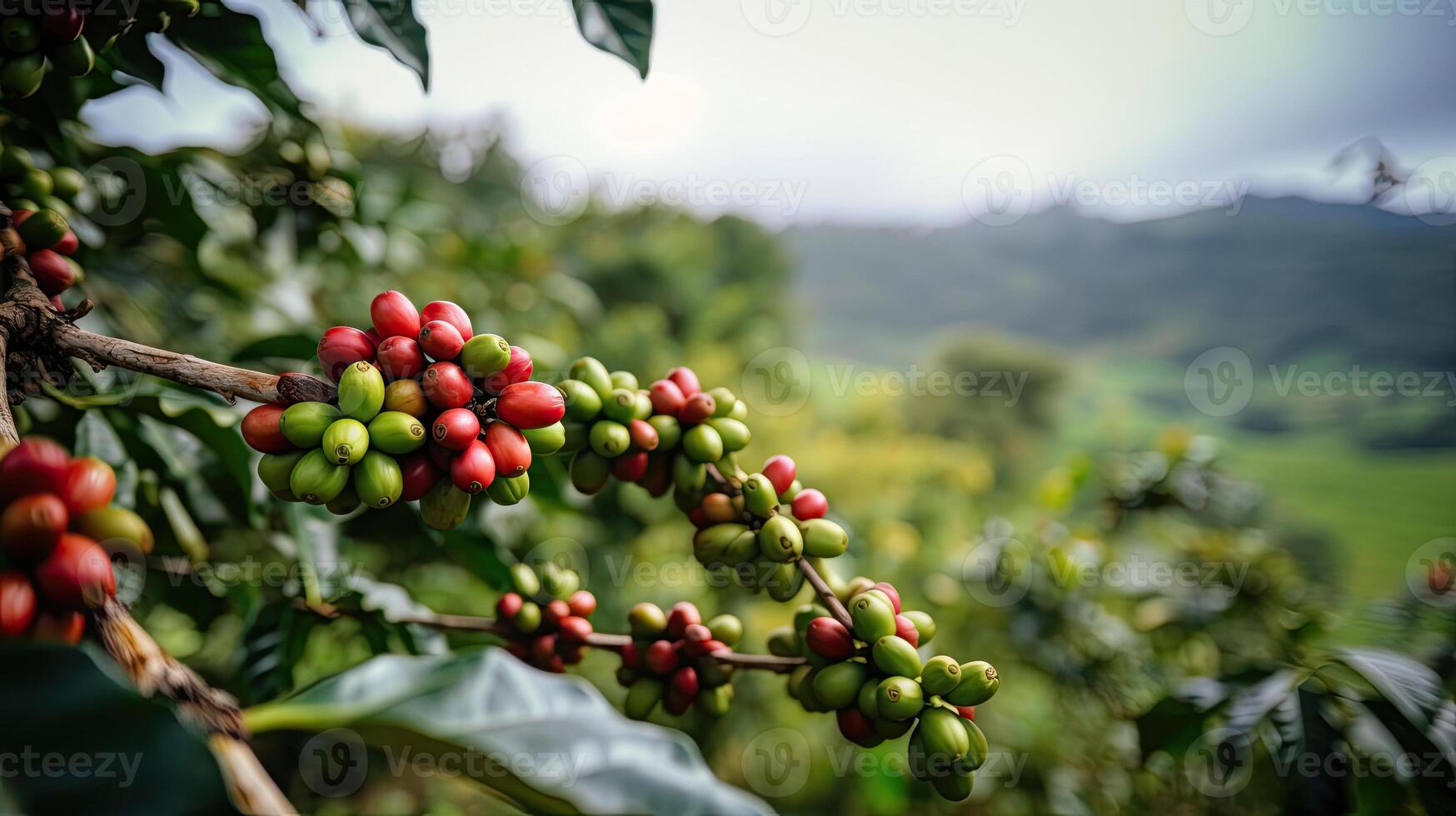 Coffee tree with red coffee beans on coffee plantation. photo