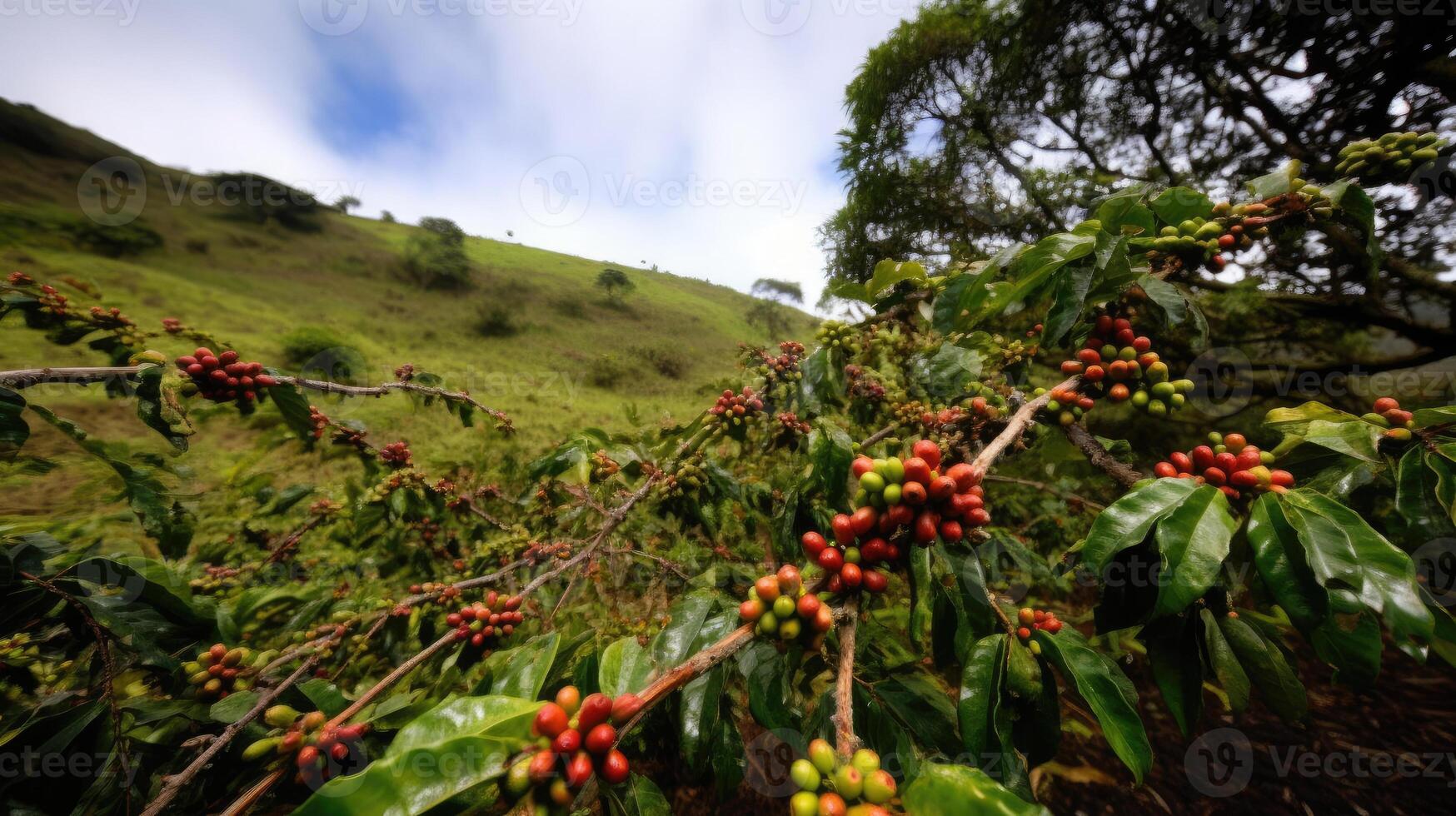 café árbol con rojo café frijoles en café plantación. generativo ai foto