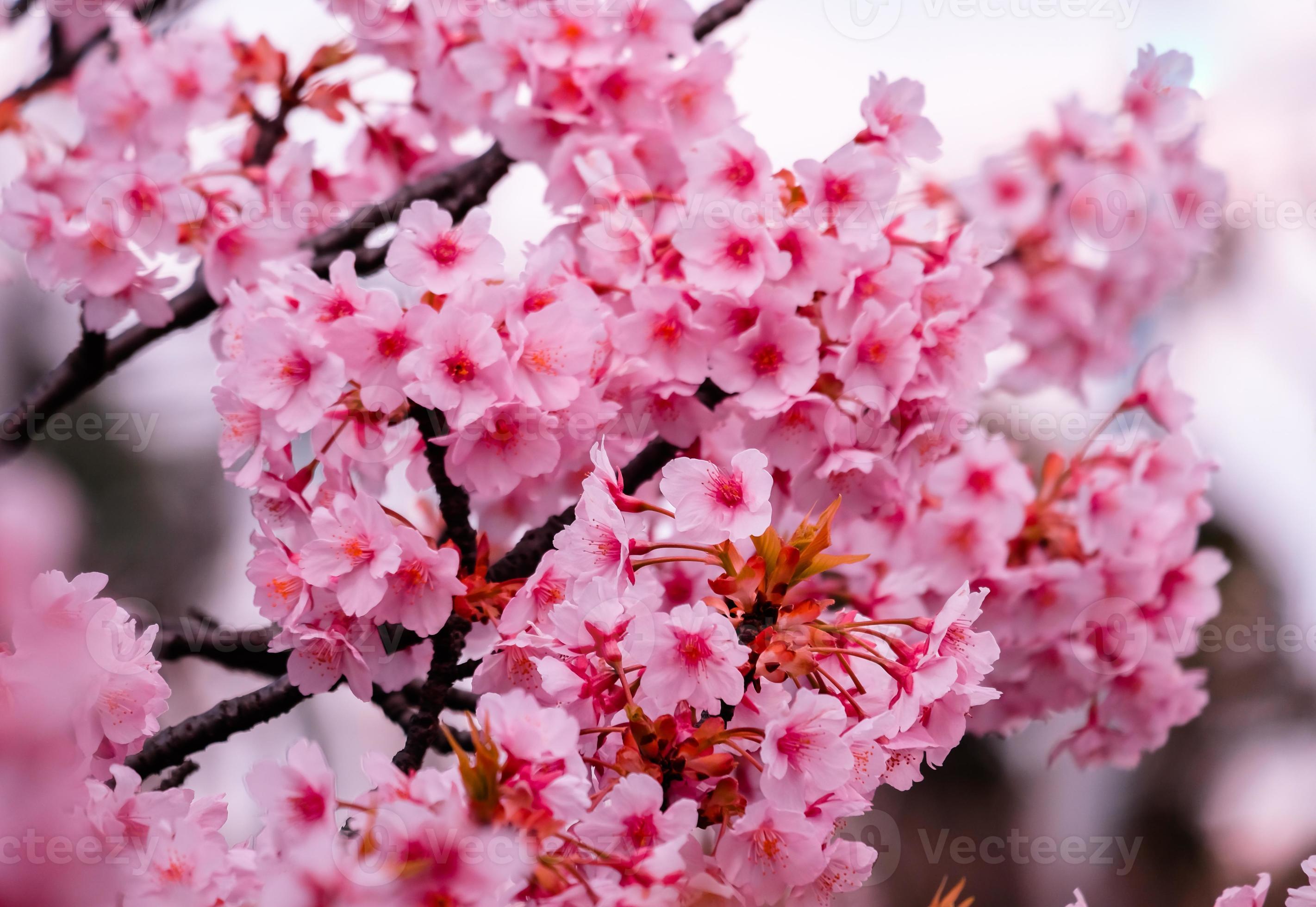 SAKURA