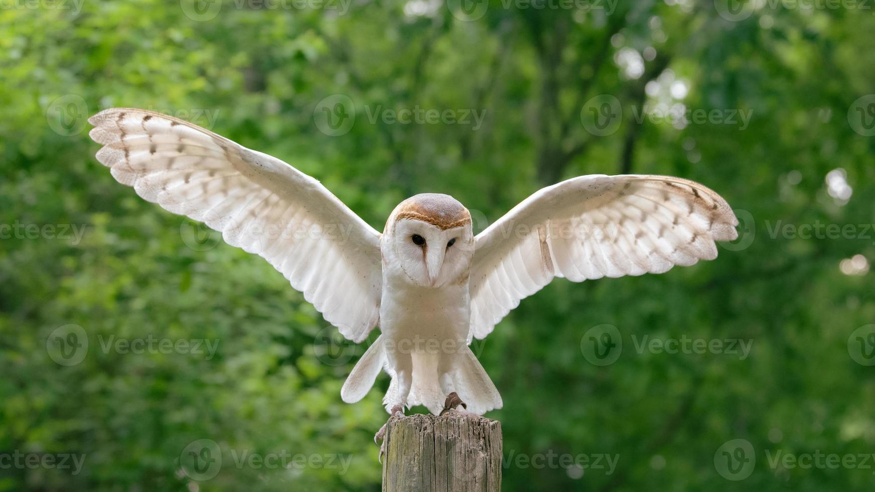 A widescreen image of a white owl with wings extended. photo