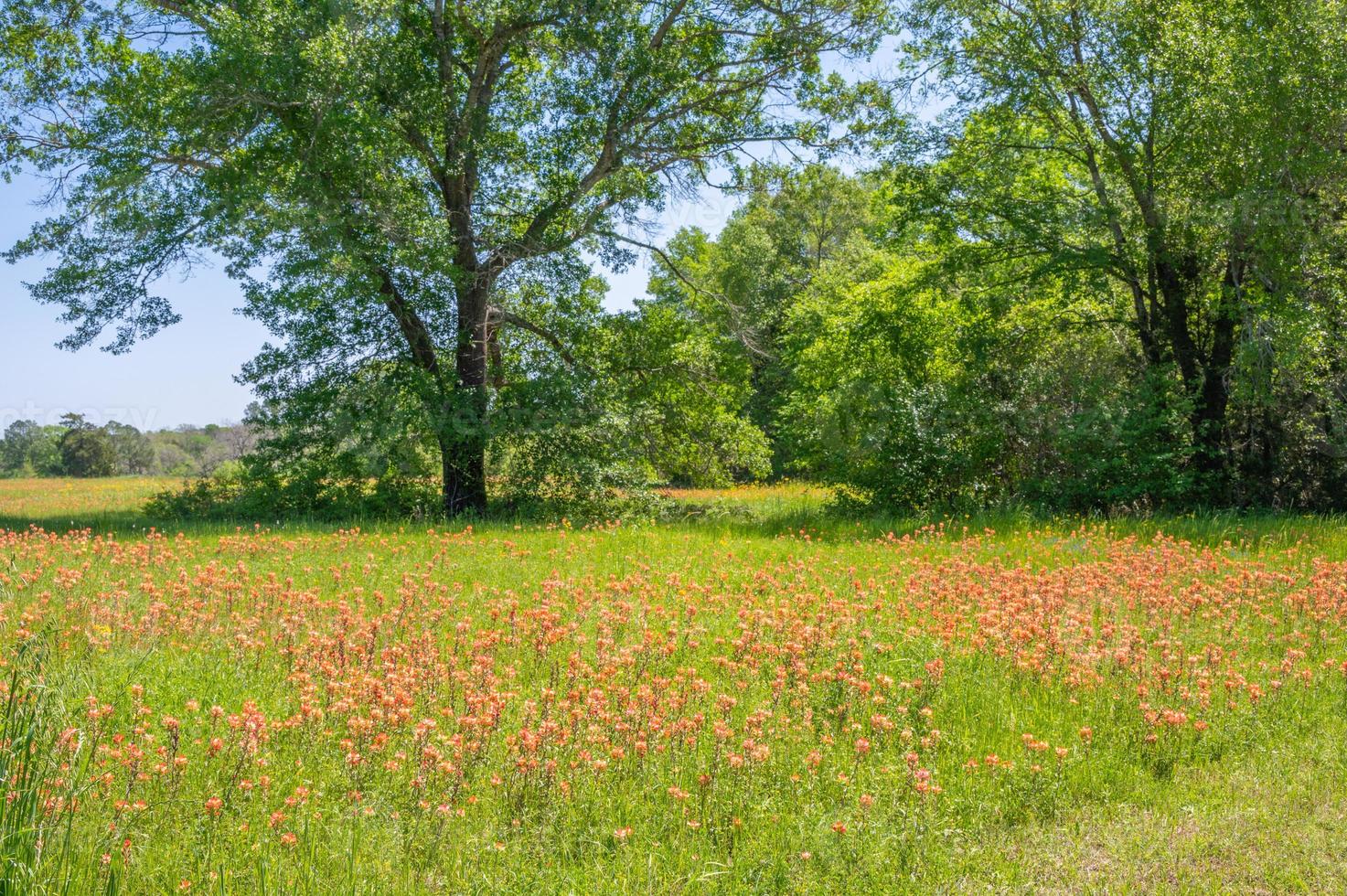 un típico este Texas escena en primavera cuando el flores silvestres floración en césped prados foto