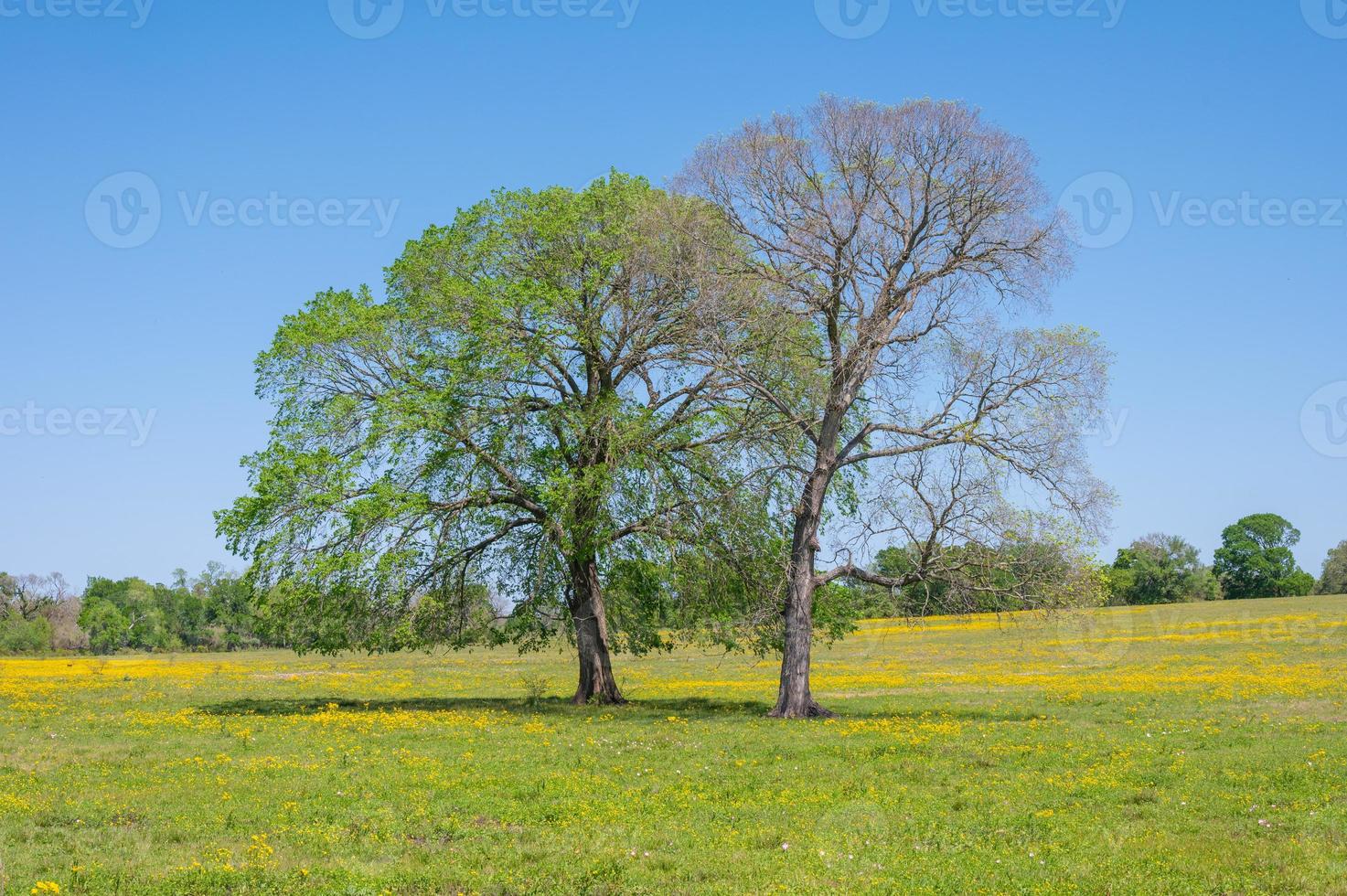 Yellow wildflowers grow in a springtime field under a blue sky. photo