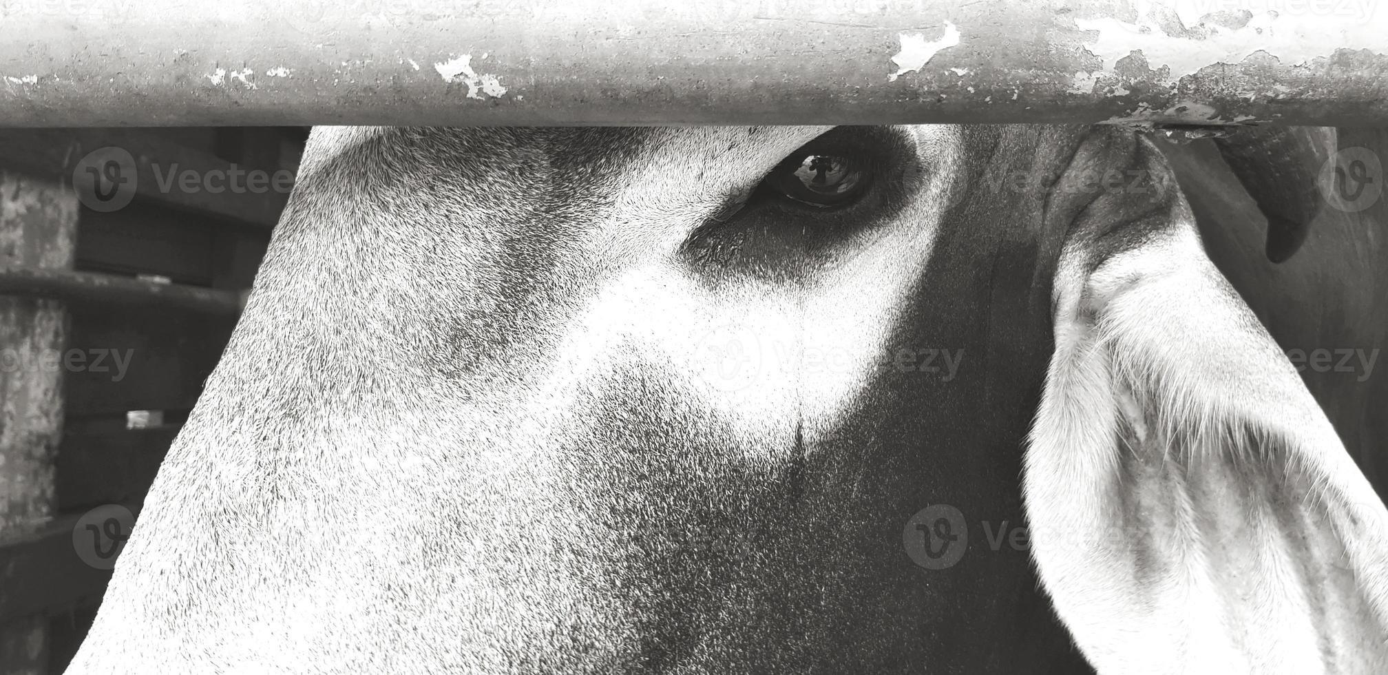 Close up cow's eye with tear in black and white style. Animal crying, Sad, feeling lonely, Fearless, Looking and Wild life concept photo