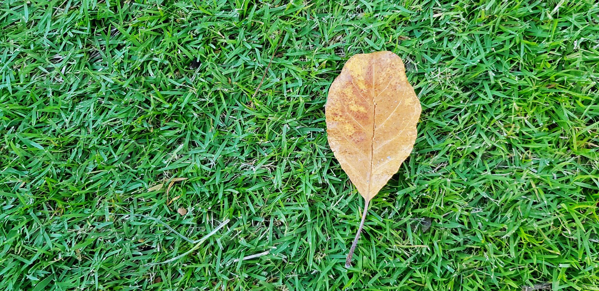 Yellow dry leaf putting on green grass field for background with copy space. Object and Natural wallpaper. photo