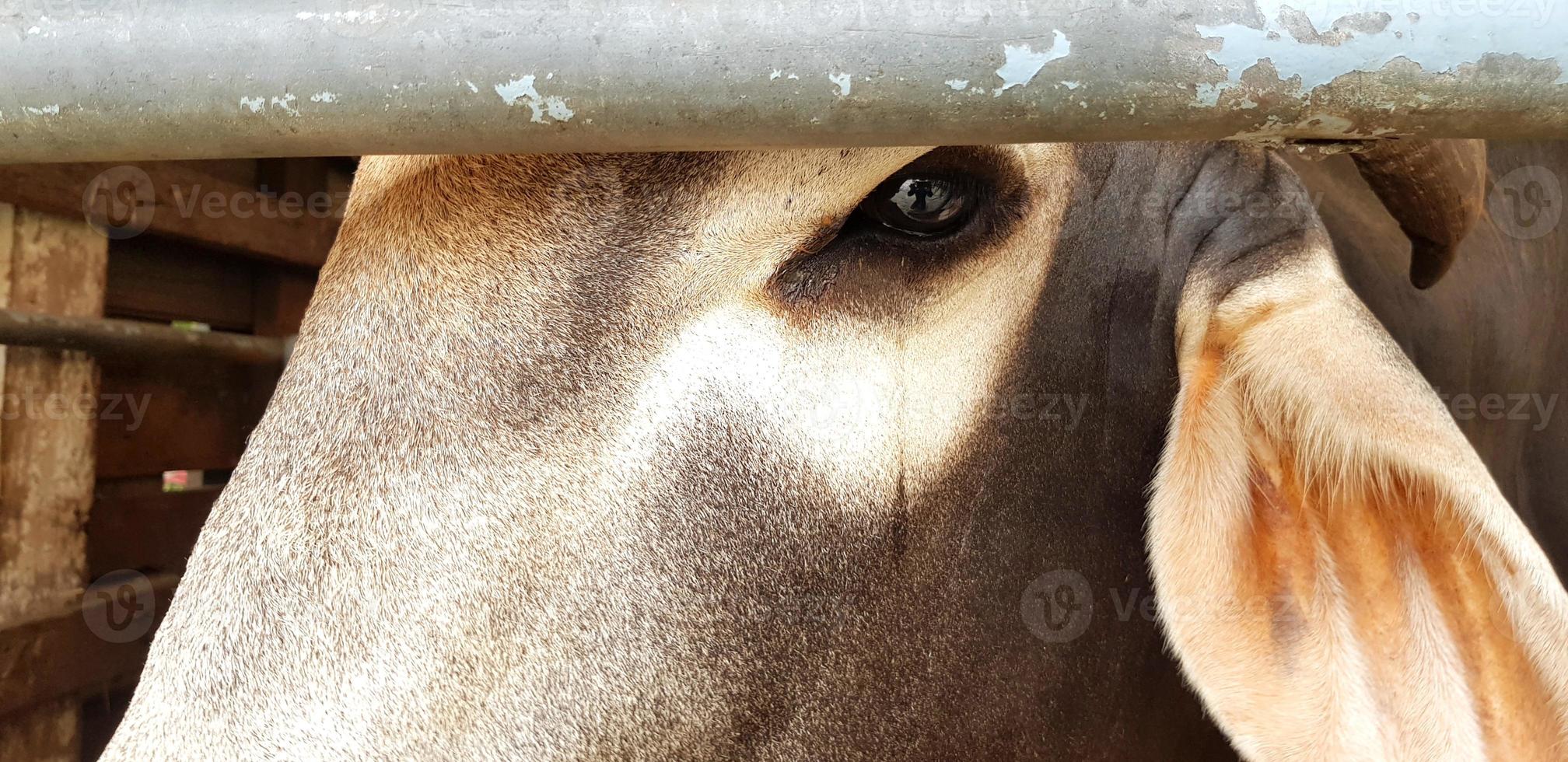 Close up cow's eye with tear. Animal crying, Sad, feeling lonely, Fearless, Looking and Wild life concept photo