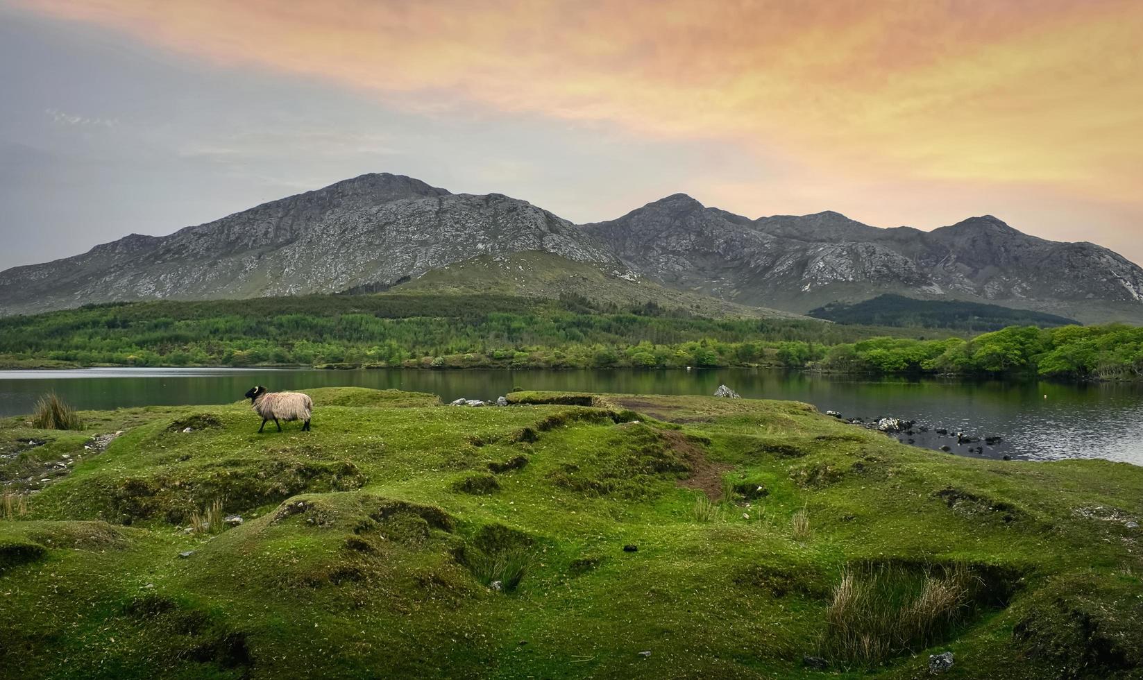 Beautiful landscape scenery with sheep by the lake and mountains in the background at Lough Inagh in Connemara National park, county Galway, Ireland photo