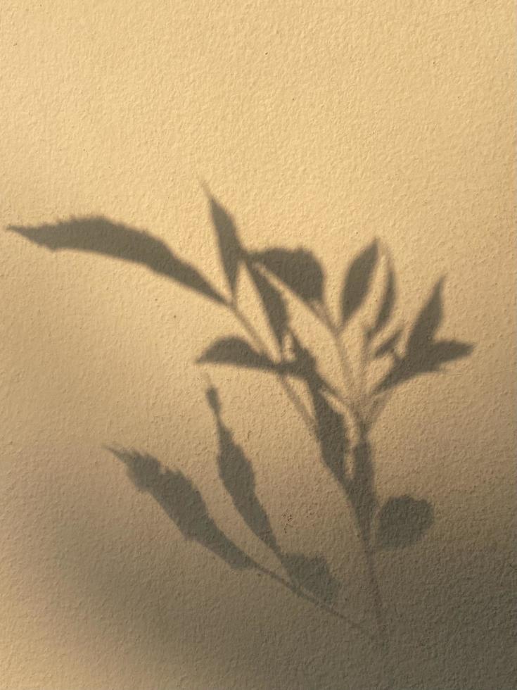 Leaves shadow background on concrete wall texture, leaves tree branches shade photo