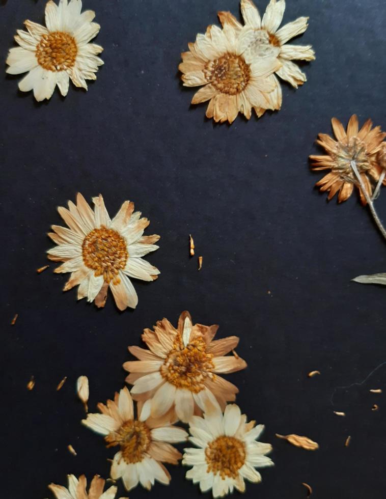 dry flower background photo
