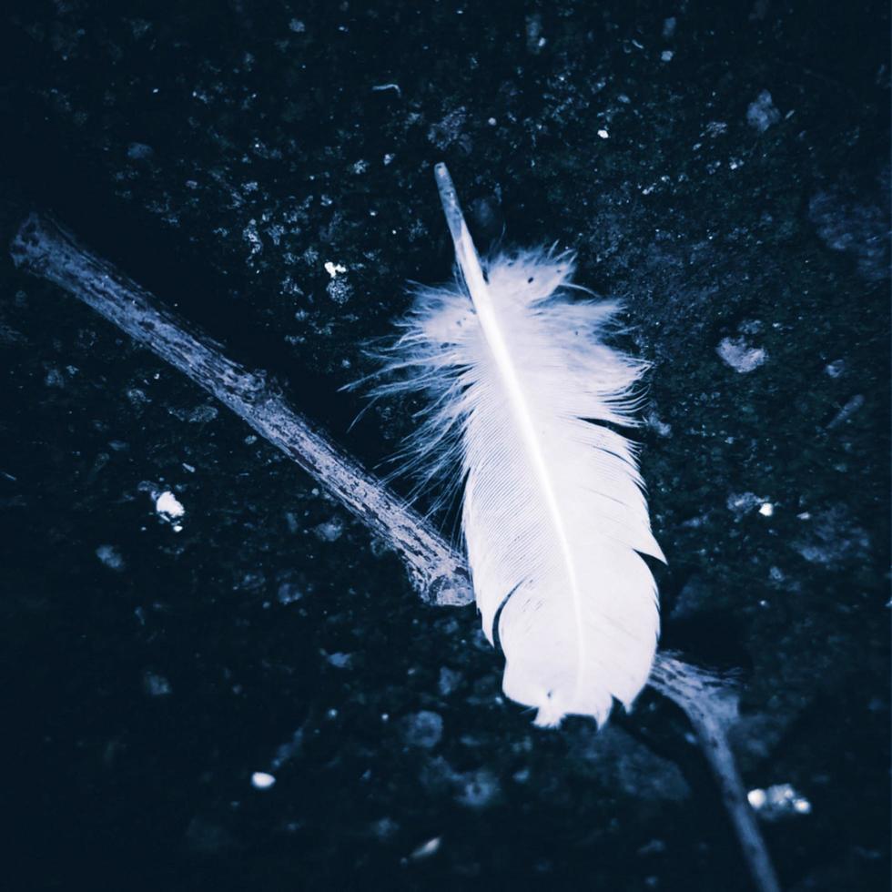 feather with black background photo