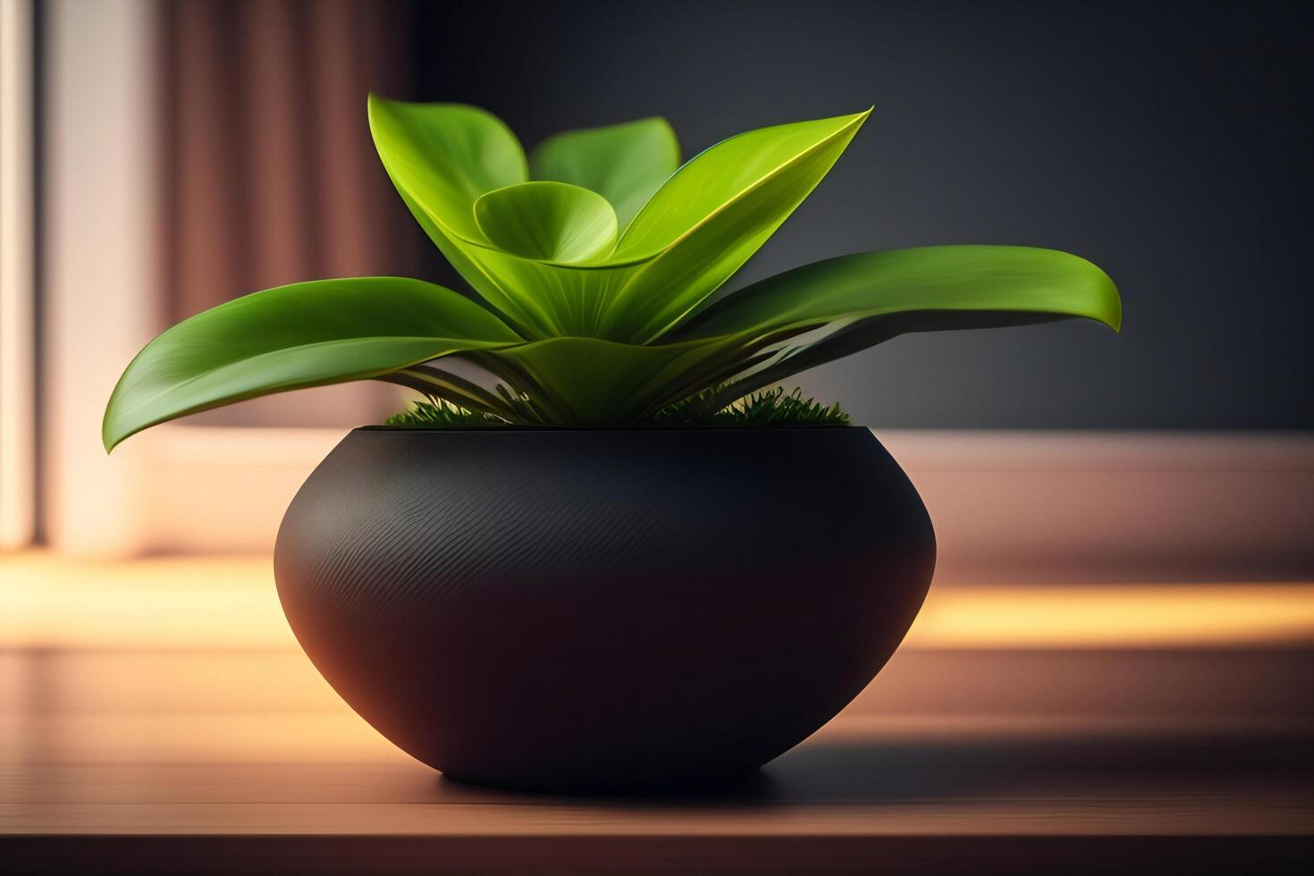 Houseplant in a pot on a dark background. photo