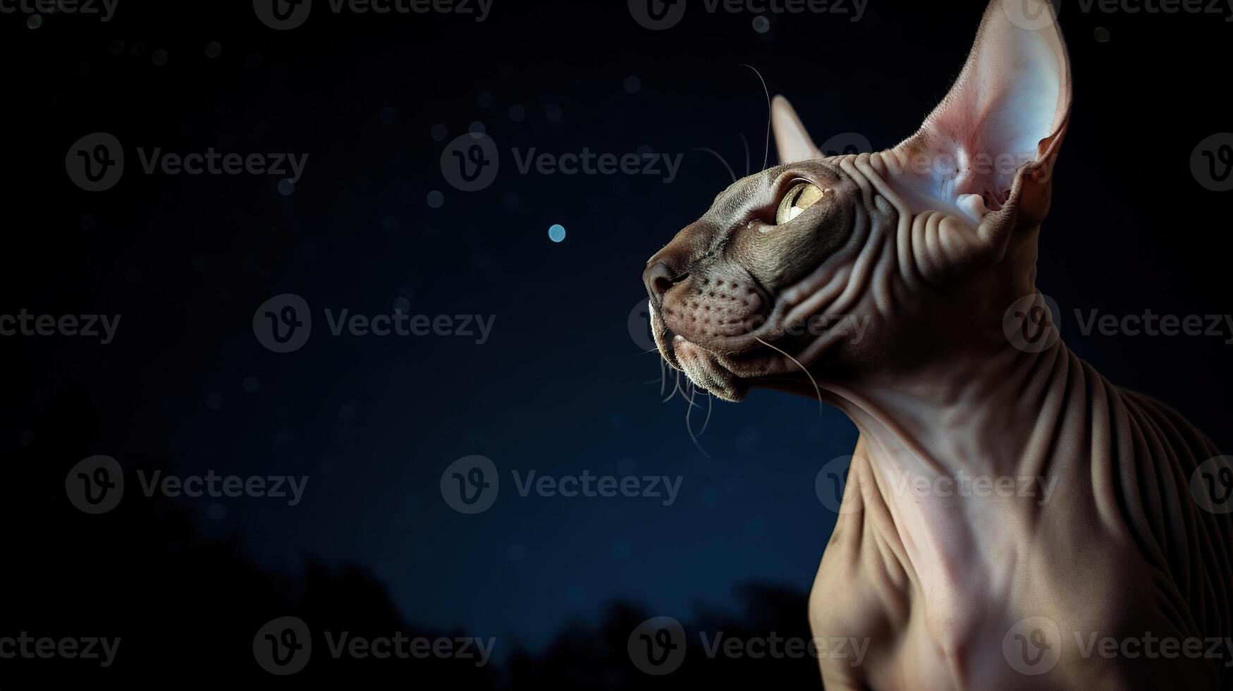 The Enchanting Sphinx Cat Gazing at the Mystical Moon and Starry Sky. photo