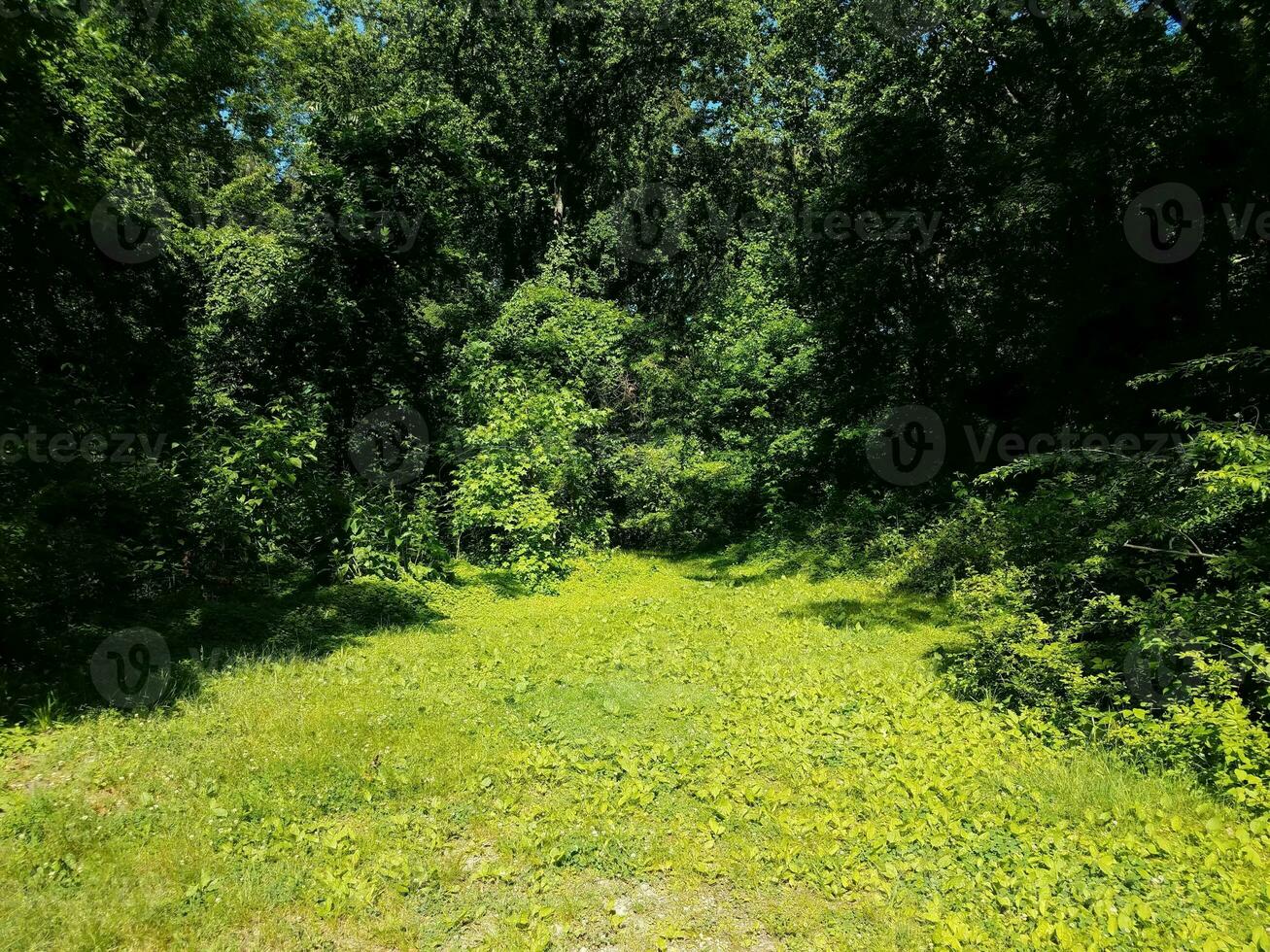green grass lawn or yard with green trees in woods photo