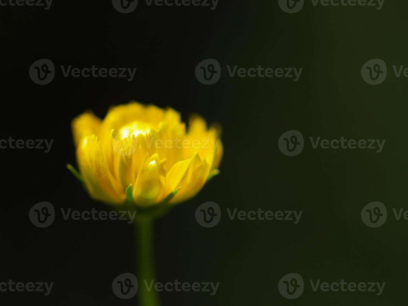 bright yellow flower on dark background abstract photo