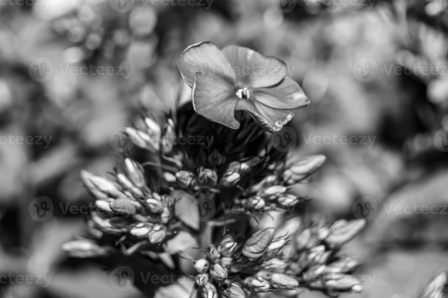 Beautiful wild growing flower phlox paniculata on meadow photo