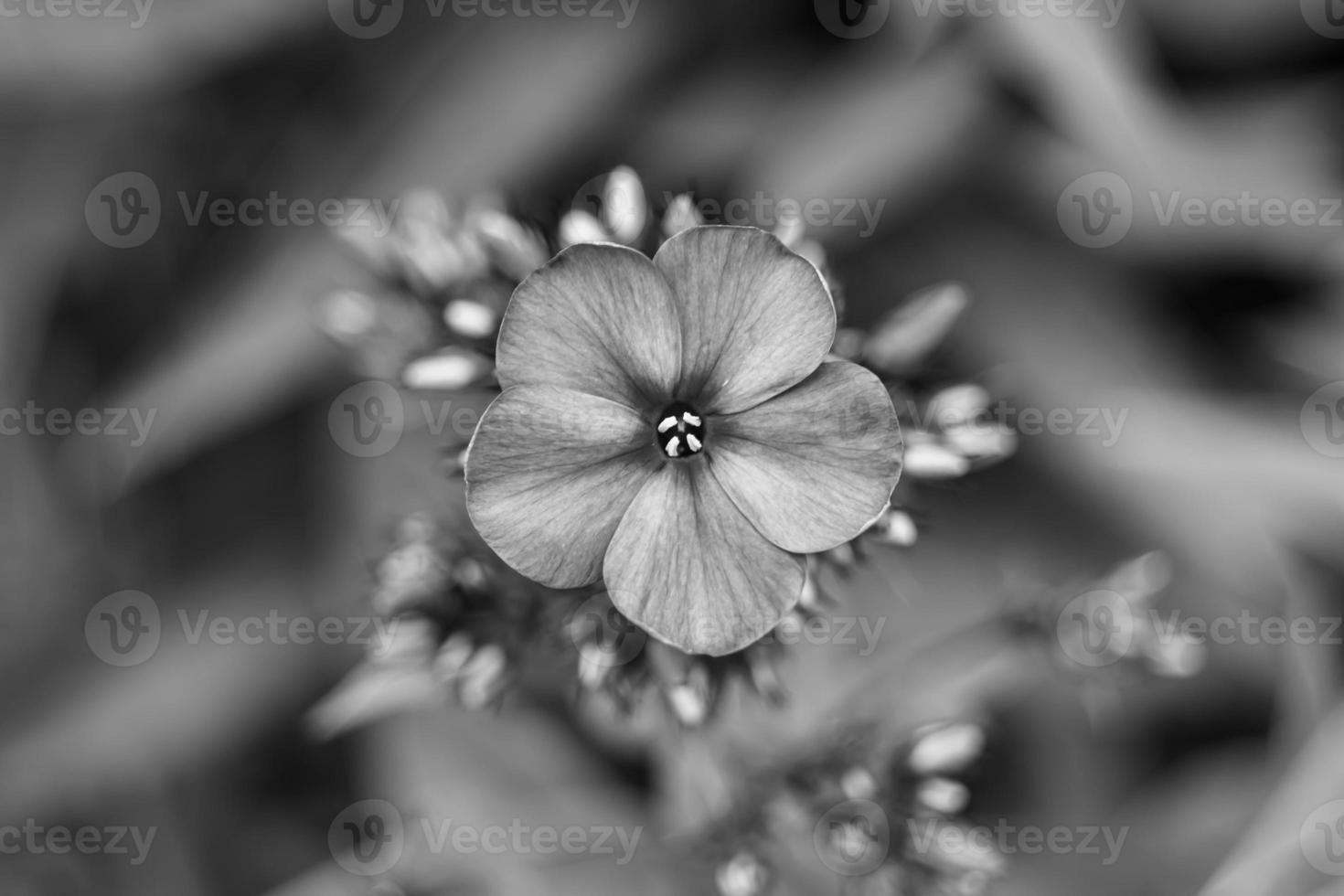 Beautiful wild growing flower phlox paniculata on meadow photo