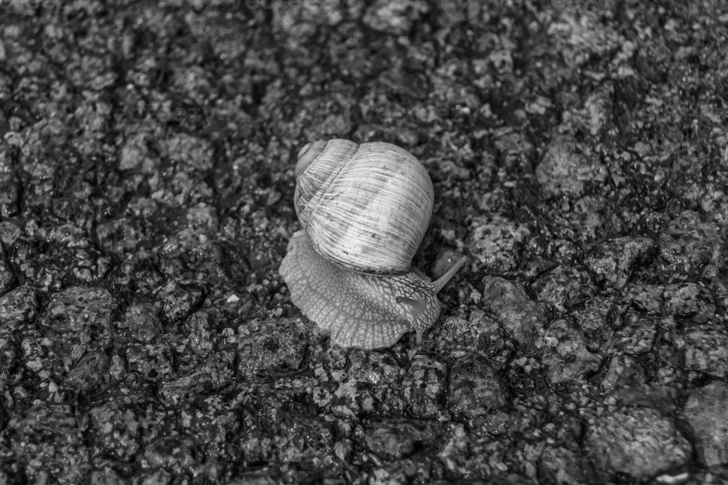 Big garden snail in shell crawling on wet road hurry home photo