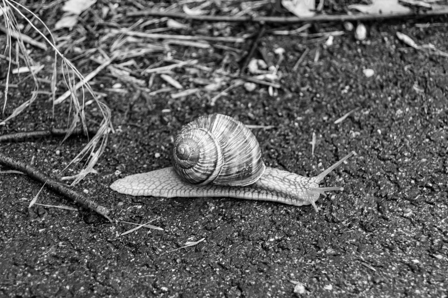 Big garden snail in shell crawling on wet road hurry home photo