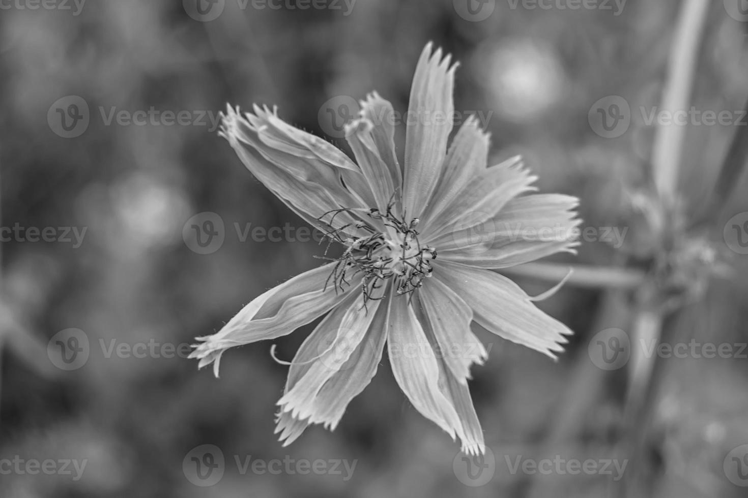 Beauty wild growing flower chicory ordinary on background meadow photo