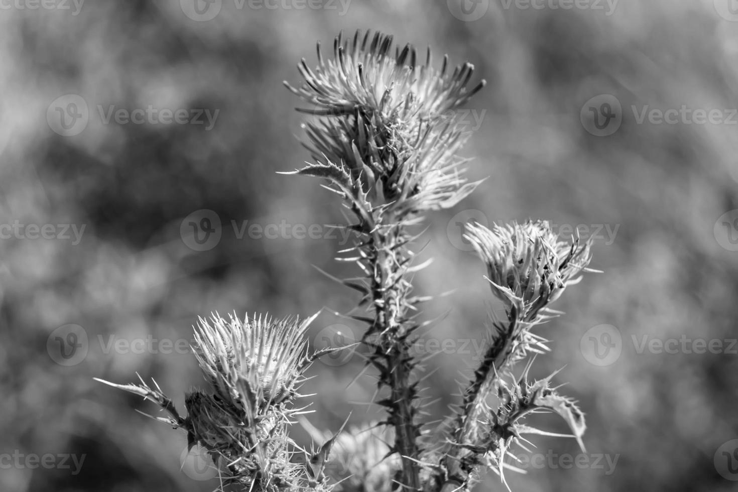 Beautiful growing flower root burdock thistle on background meadow photo