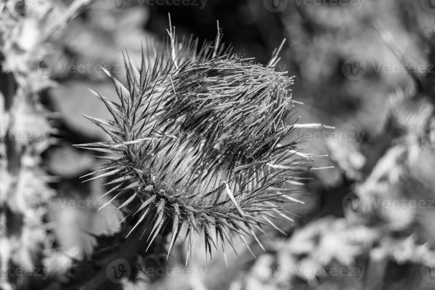 Beautiful growing flower root burdock thistle on background meadow photo