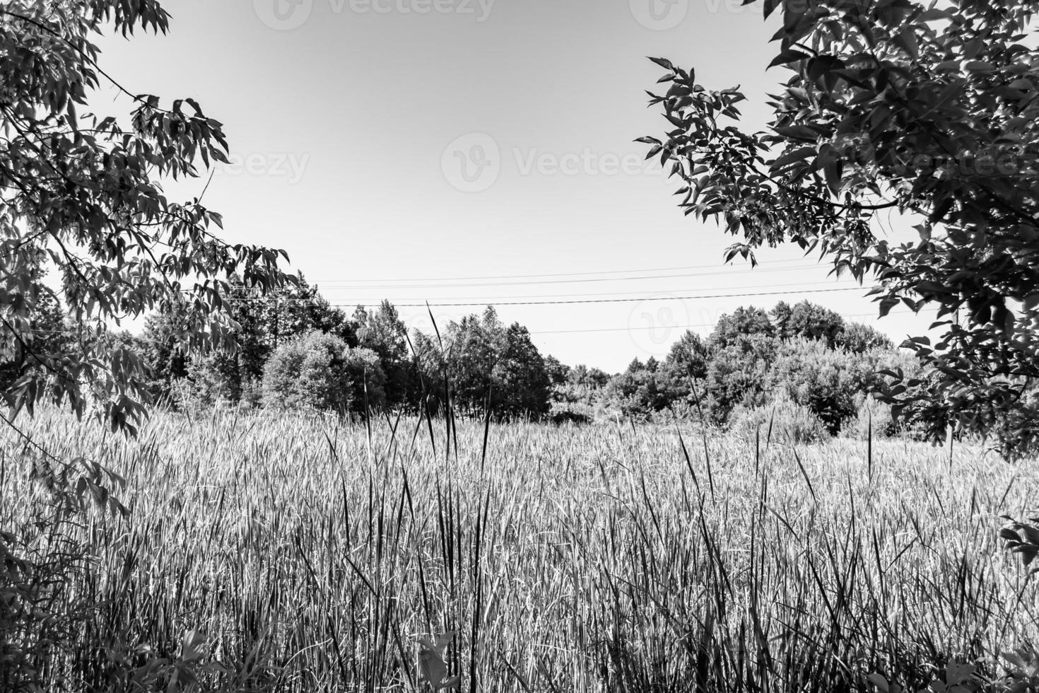Beautiful horizon scenery in village meadow on color natural background photo