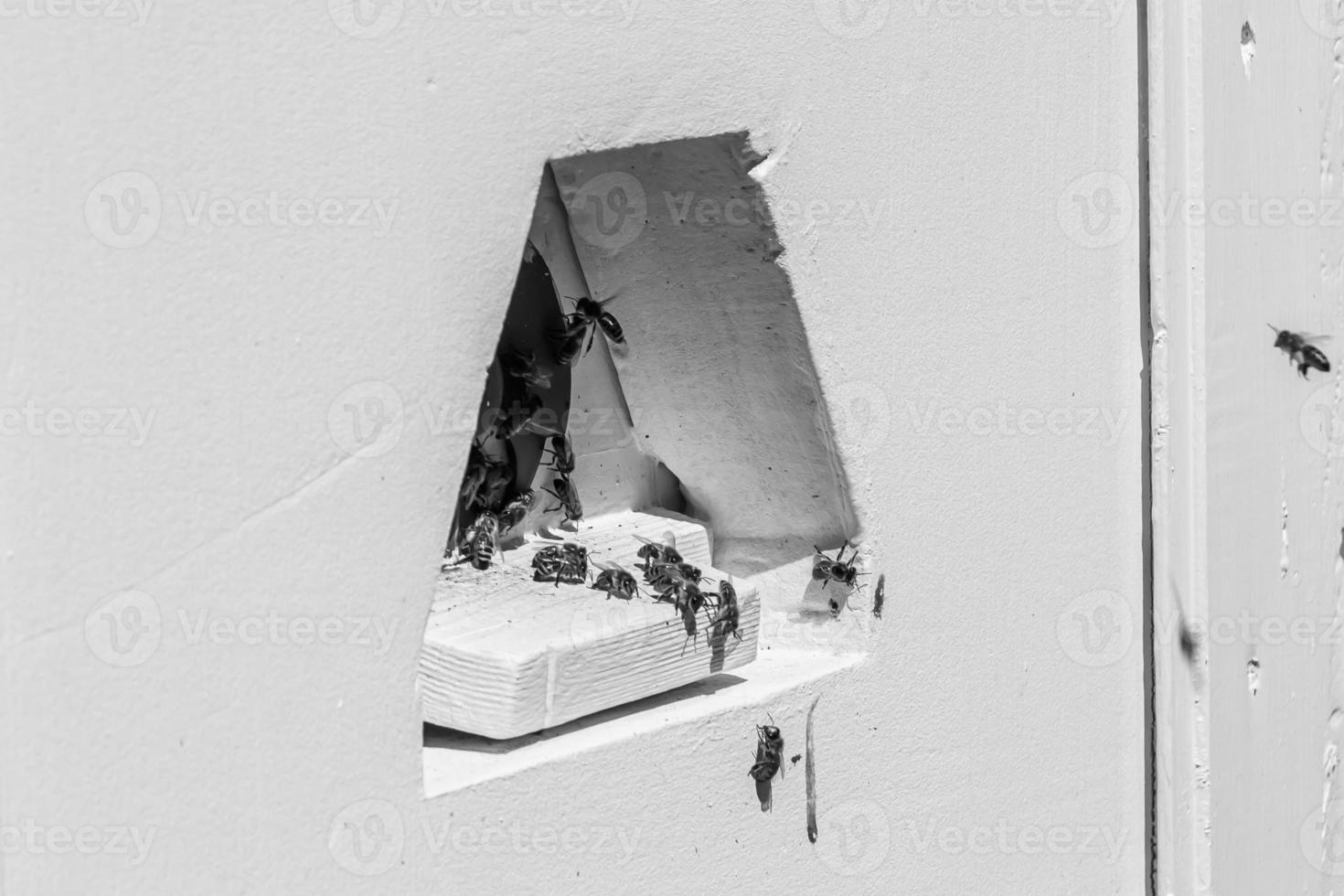 Winged bee slowly flies to beehive collect nectar on private apiary photo