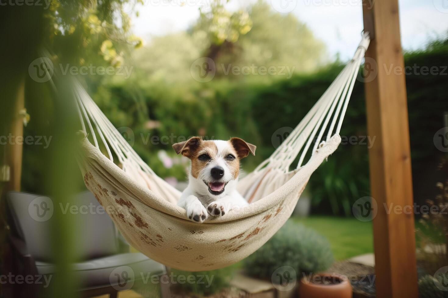 Jack russell terrier dog in hammock in garden. photo