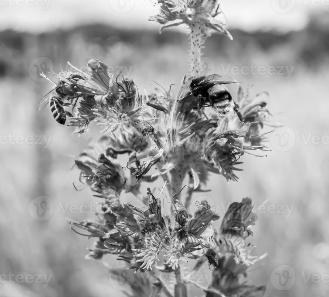 Beautiful wild flower winged bee on background foliage meadow photo