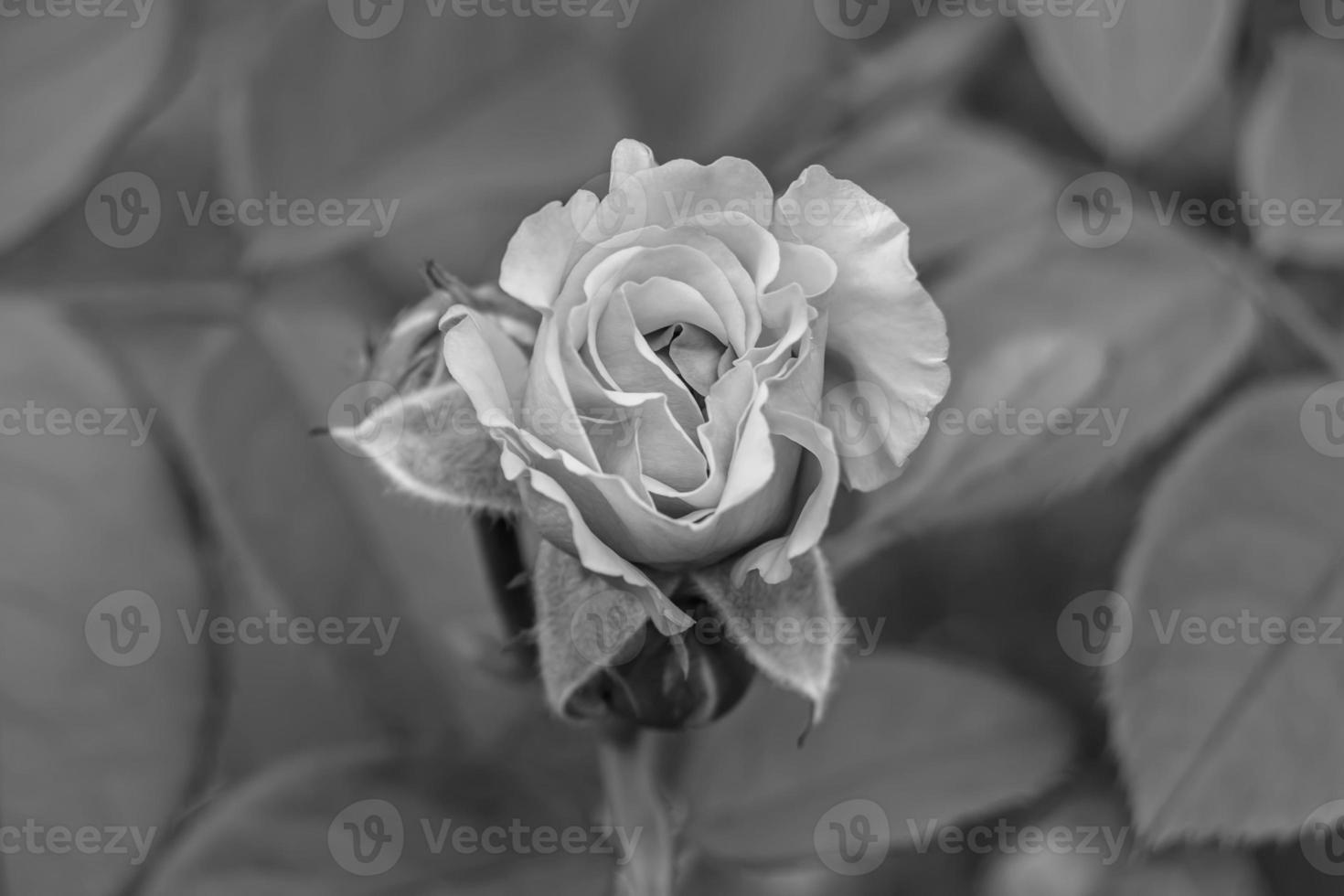Photography on theme beautiful wild growing flower rose photo