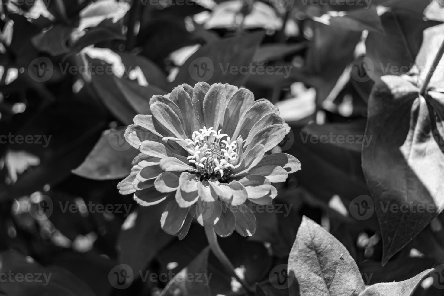 Beautiful wild growing flower zinnia elegans on background meadow photo