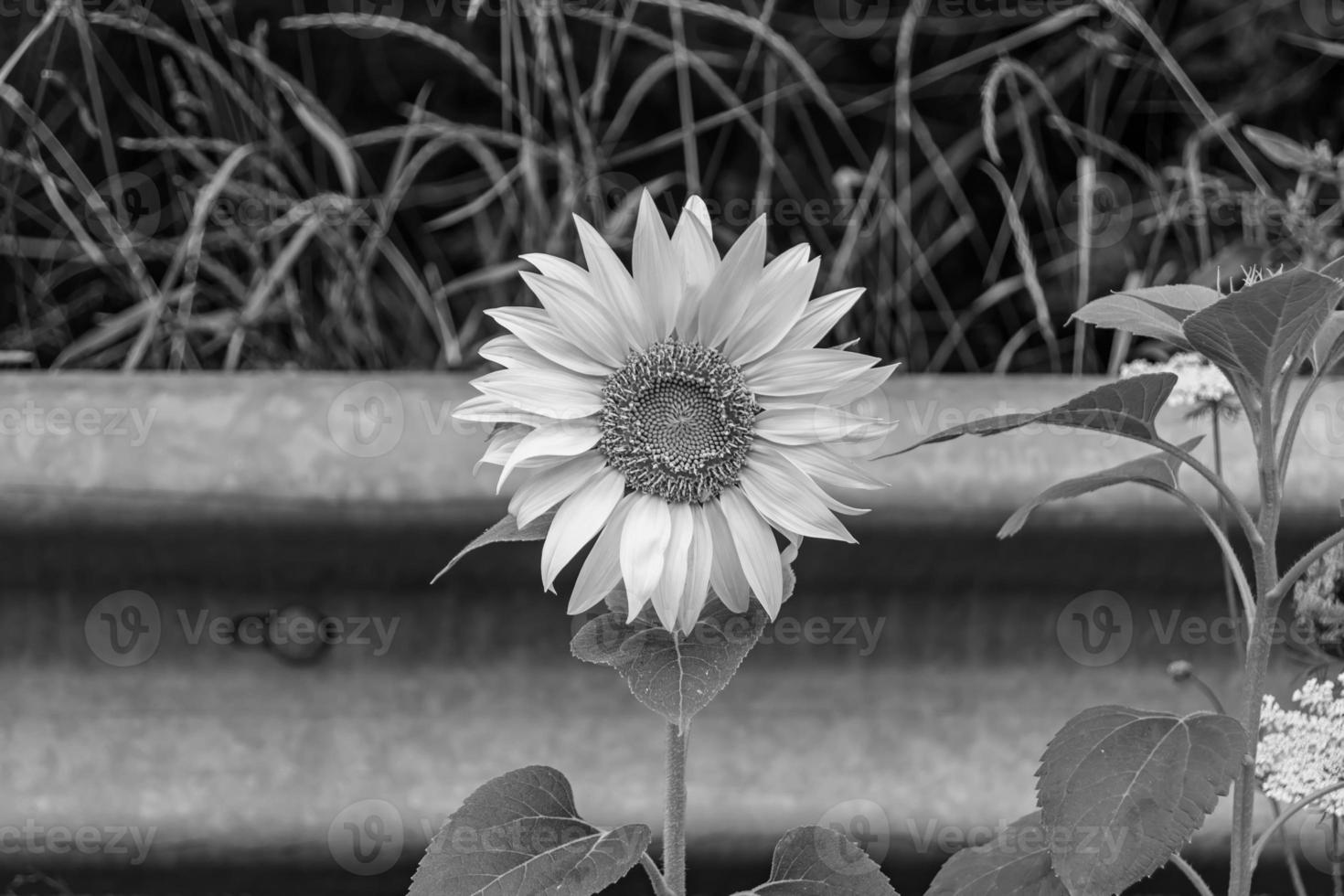 Photography on theme beautiful wild growing flower sunflower on background meadow photo