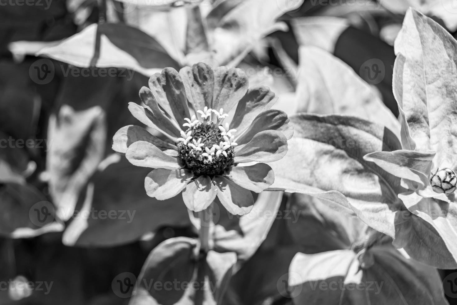 Beautiful wild growing flower zinnia elegans on background meadow photo