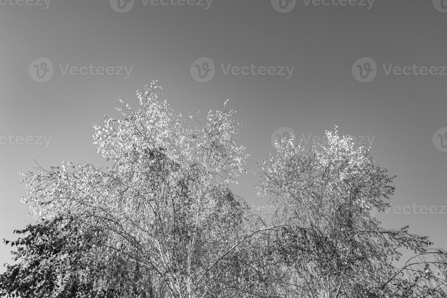 Photography on theme large beautiful autumn birch tree on background bright sky photo