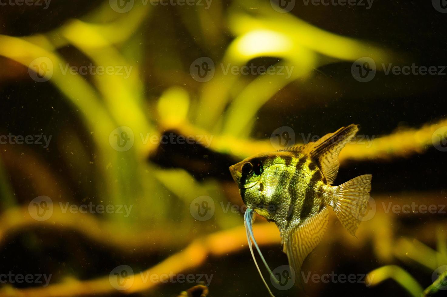 Angelfish are ordinary tropical fish in the aquarium. cichlid family photo