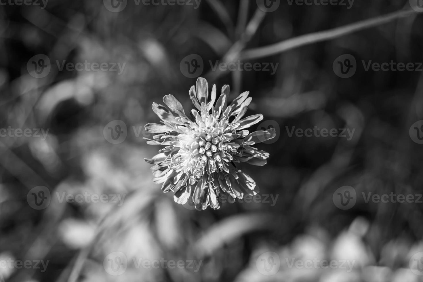 Fine wild growing flower aster echinops on background meadow photo