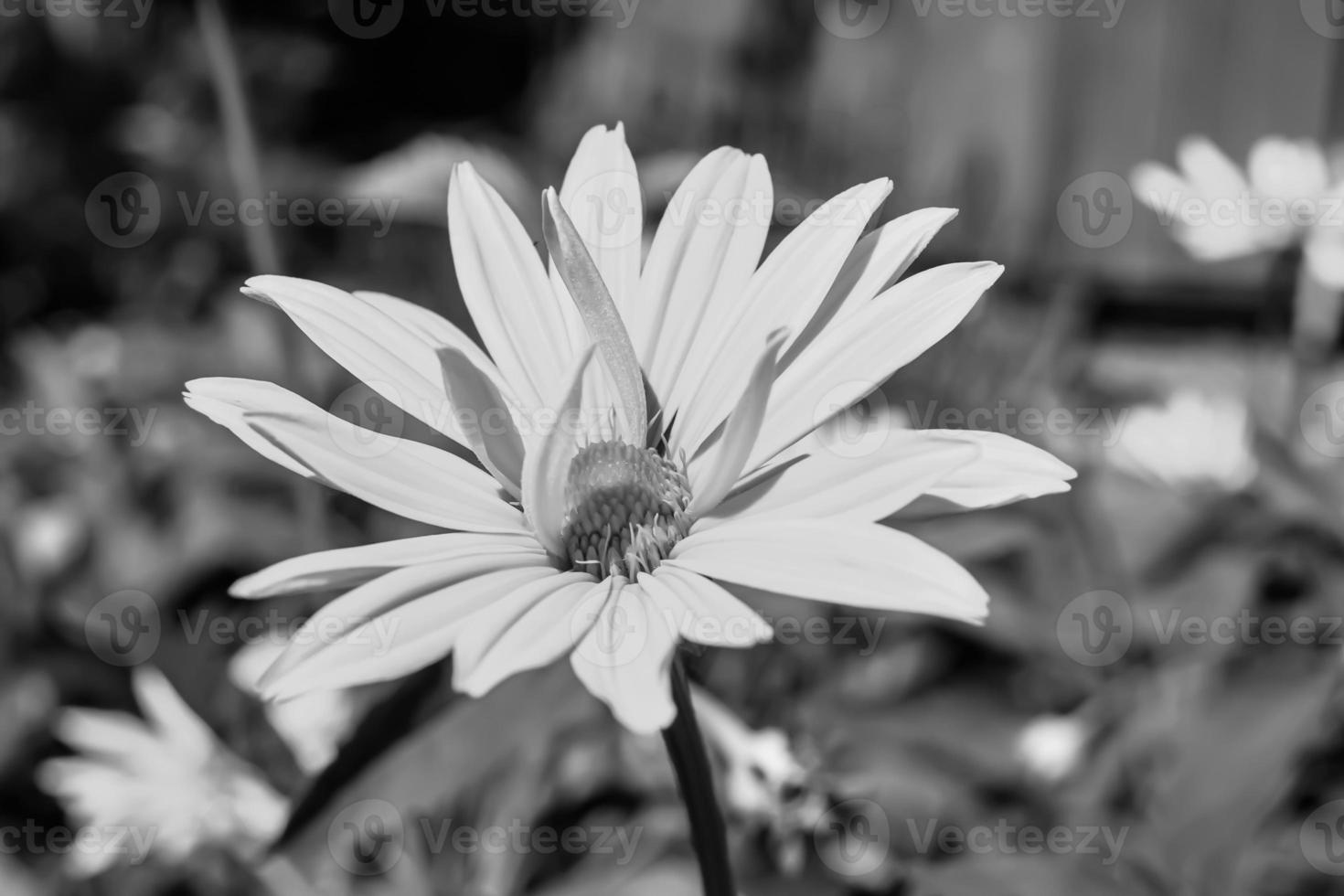 Fine wild growing flower aster false sunflower on background meadow photo